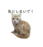 日常使いしやすい4匹の猫スタンプ（個別スタンプ：12）