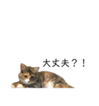 日常使いしやすい4匹の猫スタンプ（個別スタンプ：13）