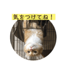 日常使いしやすい4匹の猫スタンプ（個別スタンプ：18）
