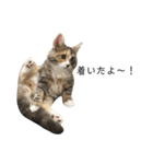 日常使いしやすい4匹の猫スタンプ（個別スタンプ：19）