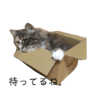 日常使いしやすい4匹の猫スタンプ（個別スタンプ：20）