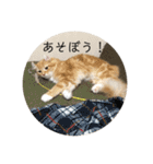 日常使いしやすい4匹の猫スタンプ（個別スタンプ：21）