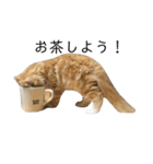 日常使いしやすい4匹の猫スタンプ（個別スタンプ：22）