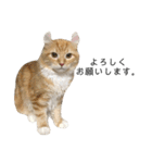 日常使いしやすい4匹の猫スタンプ（個別スタンプ：24）