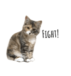 日常使いしやすい4匹の猫スタンプ（個別スタンプ：26）