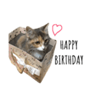 日常使いしやすい4匹の猫スタンプ（個別スタンプ：27）