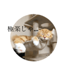 日常使いしやすい4匹の猫スタンプ（個別スタンプ：30）