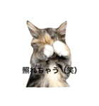 日常使いしやすい4匹の猫スタンプ（個別スタンプ：31）