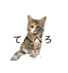 日常使いしやすい4匹の猫スタンプ（個別スタンプ：34）