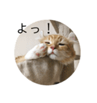 日常使いしやすい4匹の猫スタンプ（個別スタンプ：37）