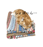 日常使いしやすい4匹の猫スタンプ（個別スタンプ：39）