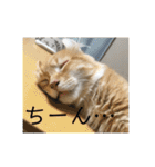 日常使いしやすい4匹の猫スタンプ（個別スタンプ：40）