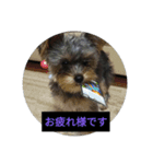 愛犬 豆太郎（個別スタンプ：1）