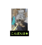 愛犬 豆太郎（個別スタンプ：2）