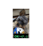 愛犬 豆太郎（個別スタンプ：3）