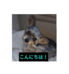 愛犬 豆太郎（個別スタンプ：5）