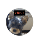 愛犬 豆太郎（個別スタンプ：6）