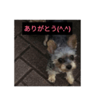 愛犬 豆太郎（個別スタンプ：7）