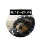 愛犬 豆太郎（個別スタンプ：8）