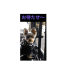 愛犬 豆太郎（個別スタンプ：9）