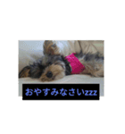 愛犬 豆太郎（個別スタンプ：10）