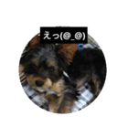 愛犬 豆太郎（個別スタンプ：12）