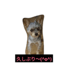 愛犬 豆太郎（個別スタンプ：13）