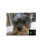 愛犬 豆太郎（個別スタンプ：14）