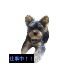 愛犬 豆太郎（個別スタンプ：15）
