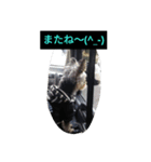 愛犬 豆太郎（個別スタンプ：16）