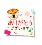 毎日使える日常バラエティパック（柴犬）（個別スタンプ：15）