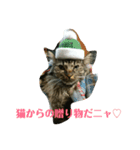 にゃんこ行事（個別スタンプ：3）