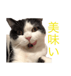 ねこの愉快なおともだち（個別スタンプ：12）