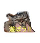にゃんこシリーズ（個別スタンプ：5）