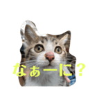 にゃんこシリーズ（個別スタンプ：7）