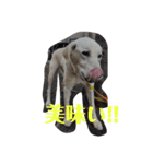 ワンコ'sスタンプ（個別スタンプ：2）