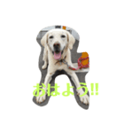 ワンコ'sスタンプ（個別スタンプ：3）