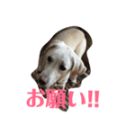 ワンコ'sスタンプ（個別スタンプ：4）