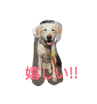 ワンコ'sスタンプ（個別スタンプ：7）