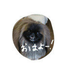 ペキニーズ にぶたん（個別スタンプ：2）