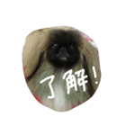 ペキニーズ にぶたん（個別スタンプ：3）