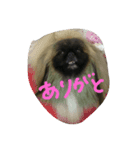 ペキニーズ にぶたん（個別スタンプ：4）