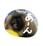 ペキニーズ にぶたん（個別スタンプ：9）