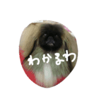 ペキニーズ にぶたん（個別スタンプ：12）