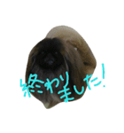 ペキニーズ にぶたん（個別スタンプ：13）