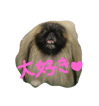 ペキニーズ にぶたん（個別スタンプ：15）