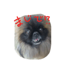 ペキニーズ にぶたん（個別スタンプ：16）
