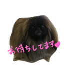 ペキニーズ にぶたん（個別スタンプ：17）