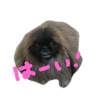 ペキニーズ にぶたん（個別スタンプ：18）