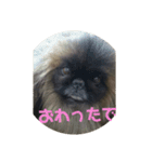 ペキニーズ にぶたん（個別スタンプ：25）